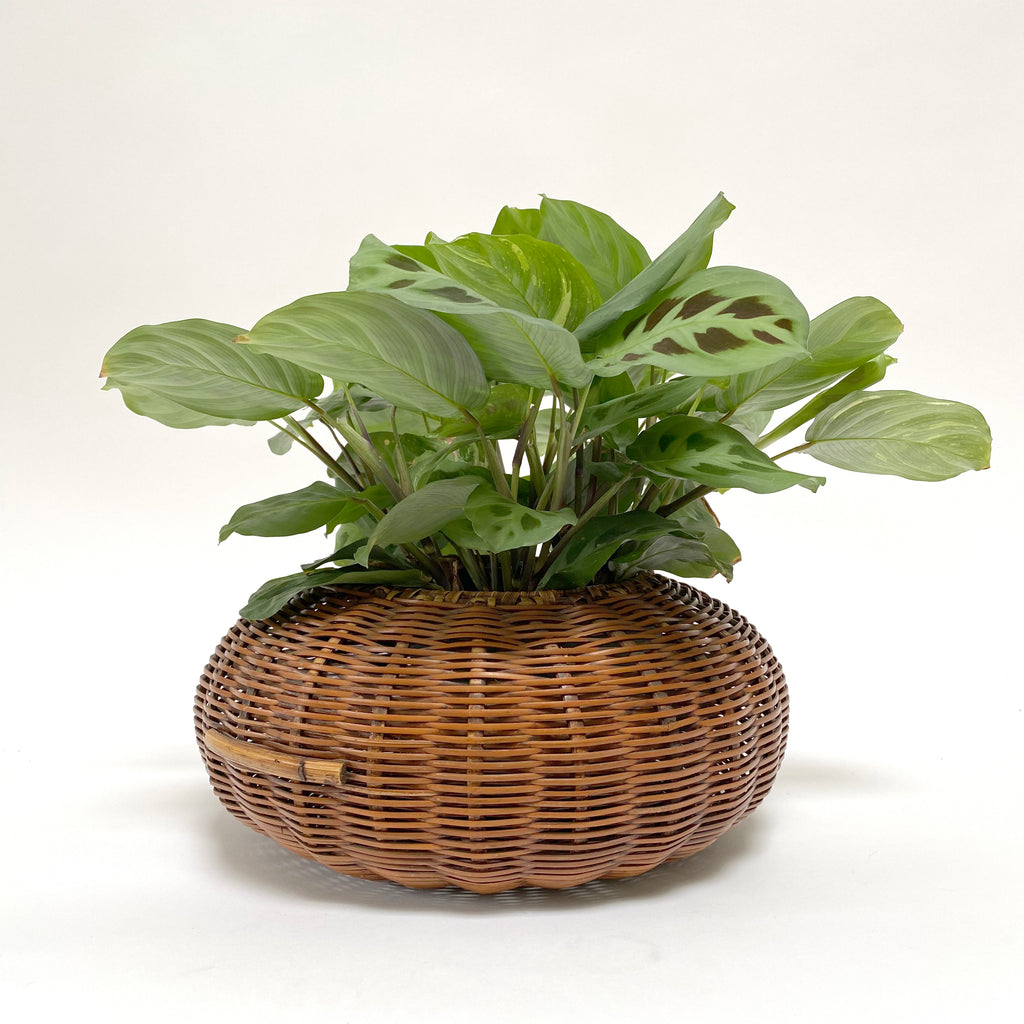 Flat Woven Plant Basket - Description Coming!